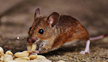 24 Hour & Emergency Exterminators in Milligan, TN